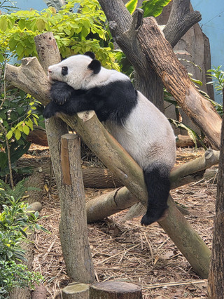 Experience Sharing: Visiting Mandai Wildlife Reserve with Tickets from Trip.com