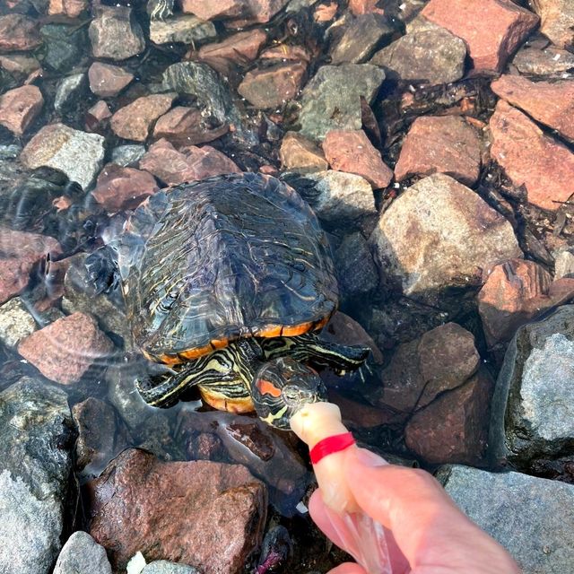 迪欣湖 野餐啦