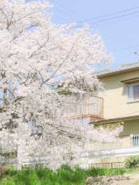 The ordinary street view looks better with flowers.