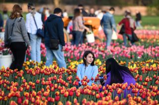 The tulip, popular in Europe, is actually not a local flower!