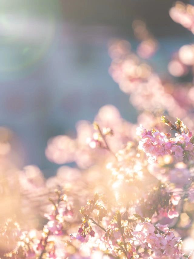 Shizuoka Kawazu Cherry Blossom Viewing 🌸