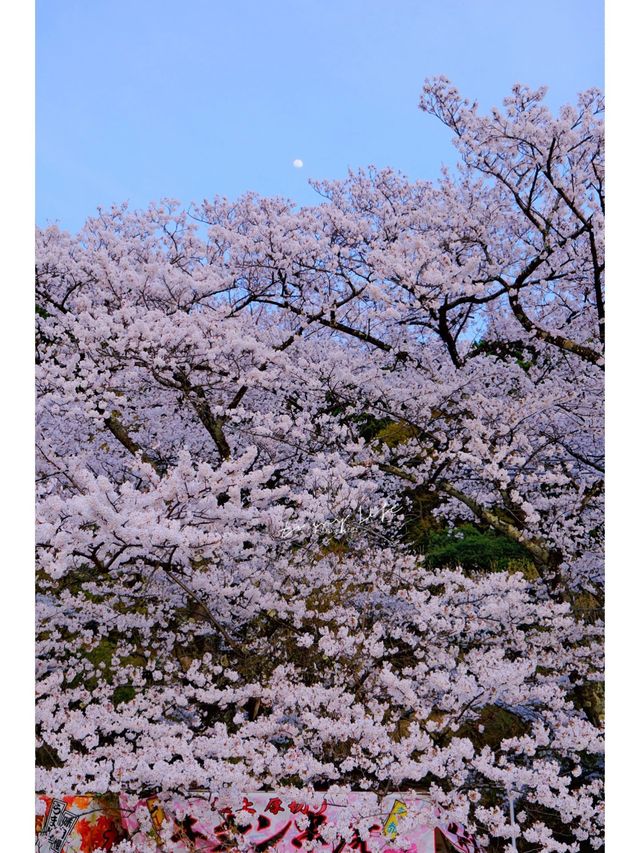 This year, my memories 📸 (photo album) of cherry blossoms 🌸 at Lake Biwa.