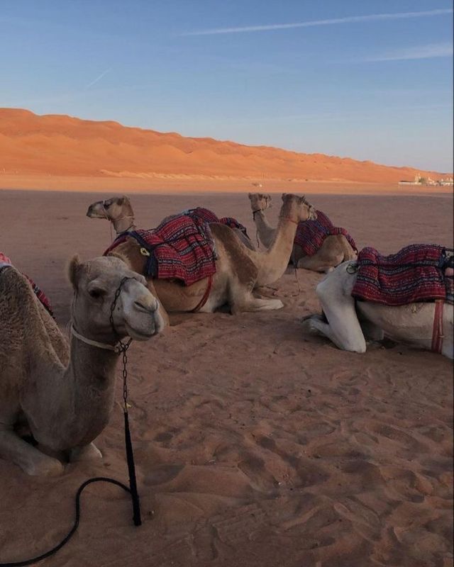 Captivating Moments in the Dubai Desert