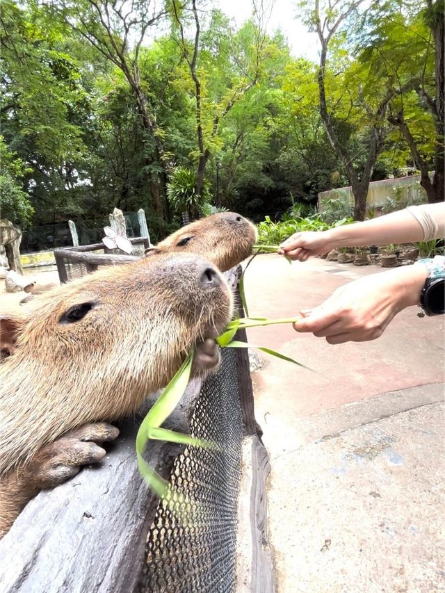 曼谷野生動物世界攻略