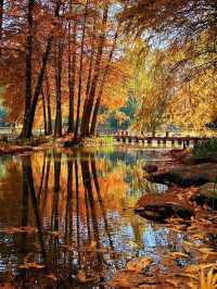 美成一幅油畫秋日的太子灣徹底“楓”了