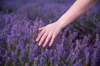 變紫了，“世界盡頭”的薰衣草莊園
