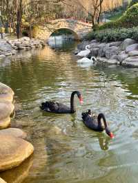 冬日遊西安唐代芙蓉園