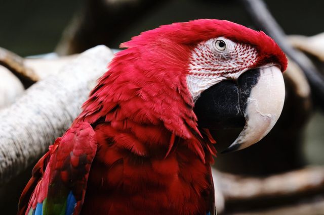 中央公園動物園