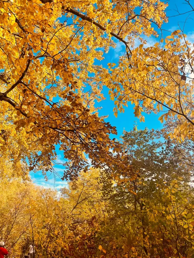 額爾古納國家濕地公園~每一張都美成了童話