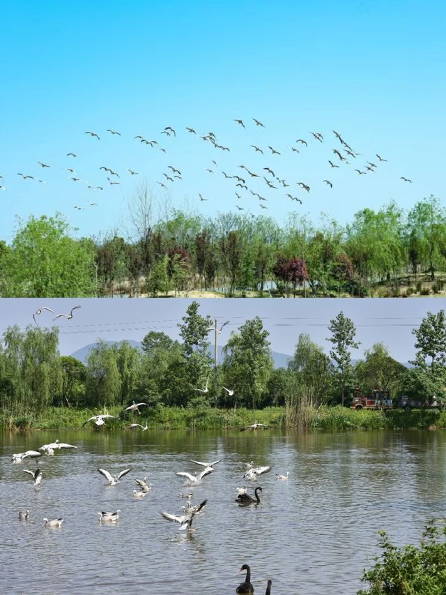 國慶長沙周邊遊——強烈安利這個濕地公園！