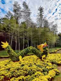 義烏植物園，菊韻醉金秋