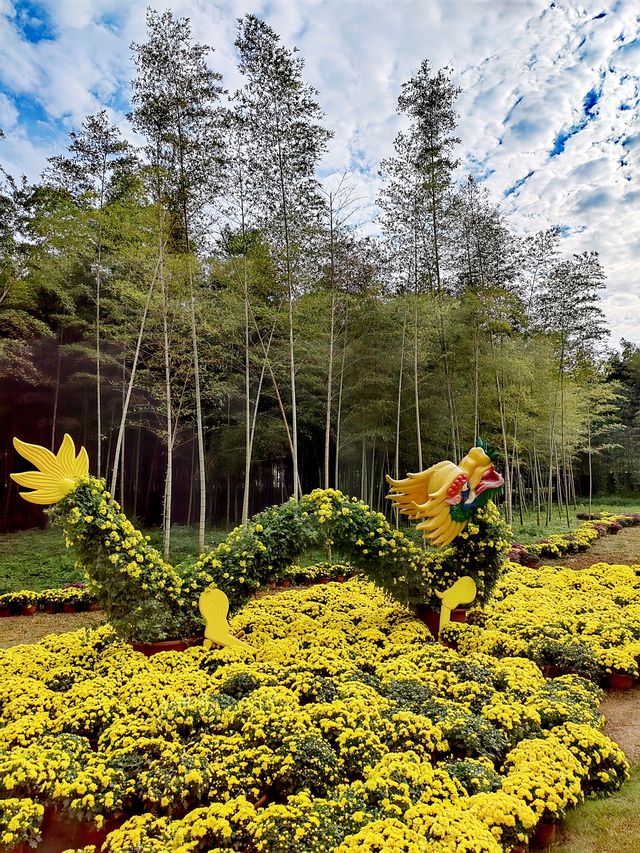 義烏植物園，菊韻醉金秋