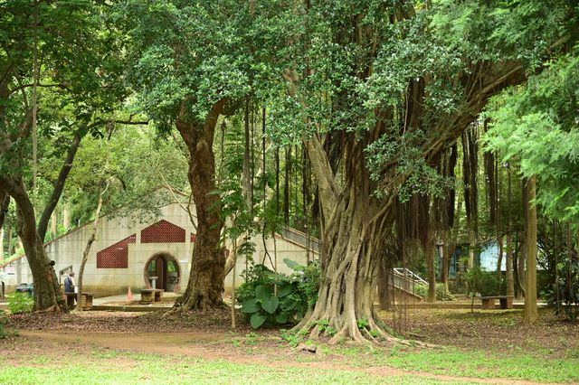 城市裡的森林公園