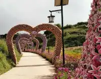 一起相約七里花海