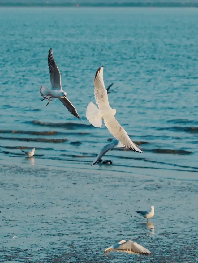 Seaside Adventure Plan | Winter Mystery of Shenzhen Bay