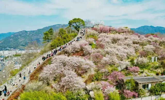 江南の長城の梅の花が盛開しており、多くの観光客が訪れています