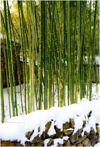 《雪後出遊竹泉村》