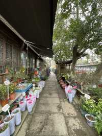 嘉興｜月河歷史街區，居然還有花鳥市場可以逛