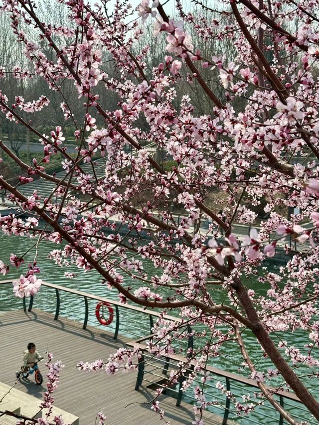 哇！這是北京版桃花潭水吧