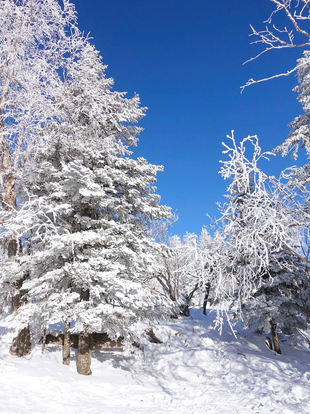 這裡不是挪威芬蘭！這裡是東北雪谷霧凇嶺！！！