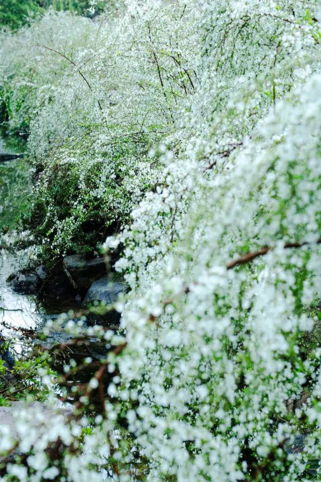 The snow willow waterfall at the Hangzhou Tea Expo is so stunning it leaves you speechless