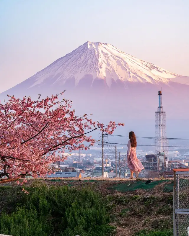 河津桜と熱海桜🌸