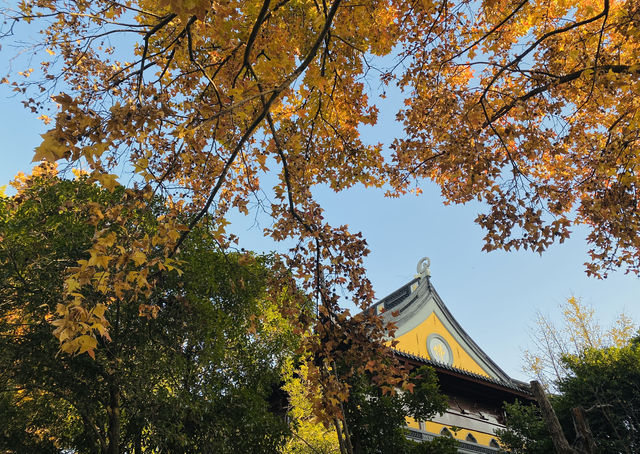 北寺塔銀杏楓葉貓貓