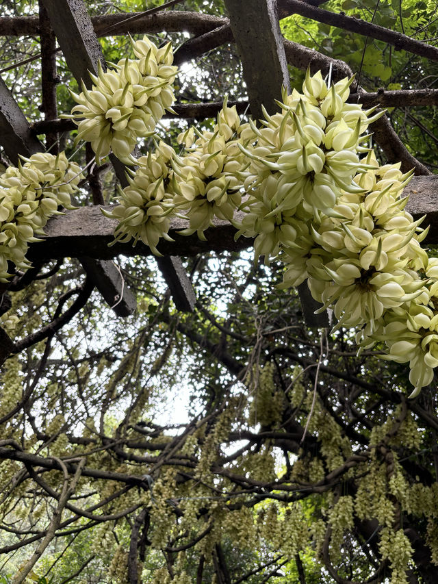 今天去哪兒玩 —— 華南植物園