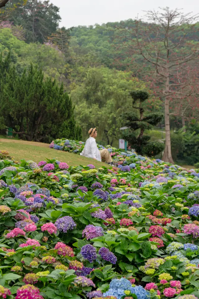 Guangzhou Alice's Wonderland🫧 This little hillside is covered with hydrangeas!