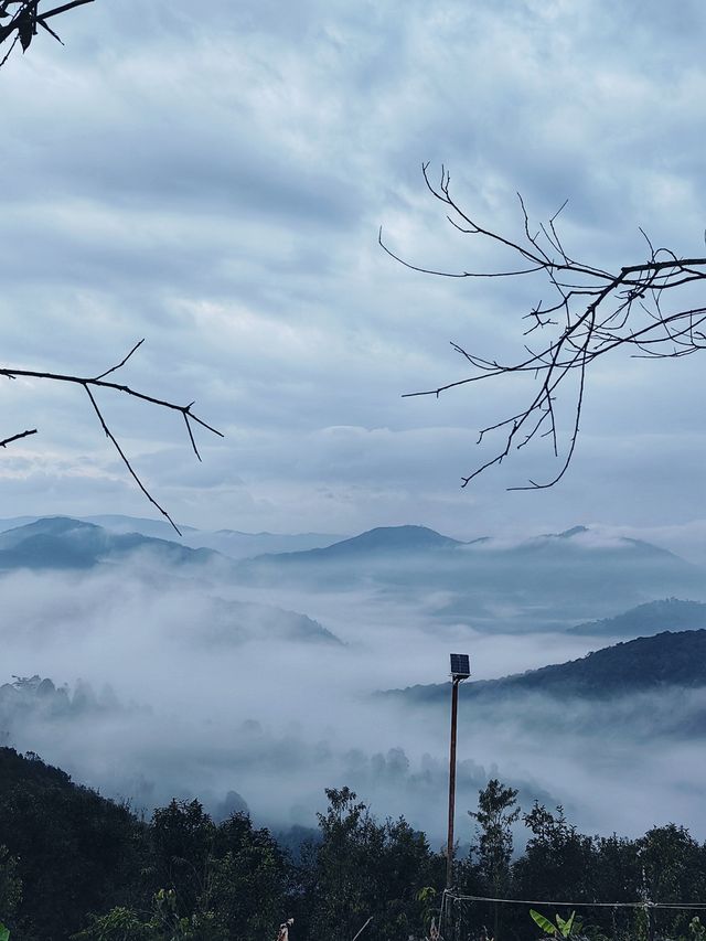 恭喜，景迈山古茶林申遺成功！