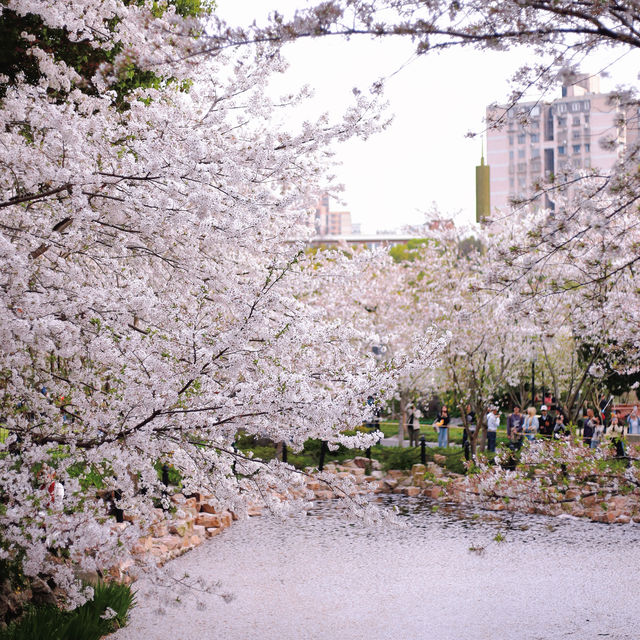 Cherry blossom view points in Shanghai 