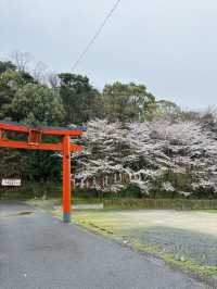 福岡太宰府賞花路線 | 太宰府你玩得可真花啊