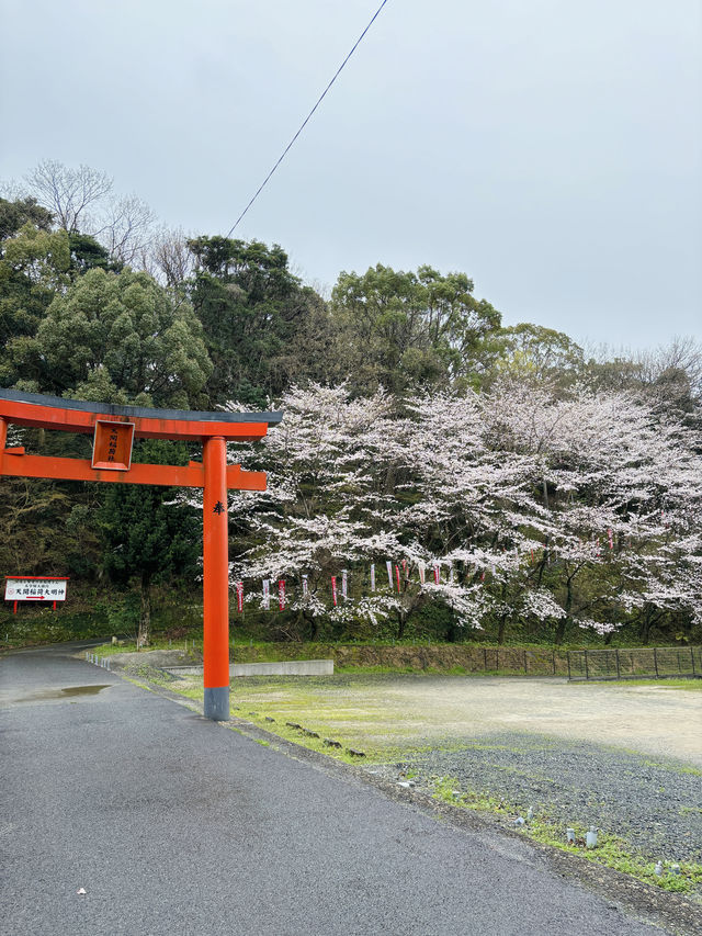 福岡太宰府賞花路線 | 太宰府你玩得可真花啊