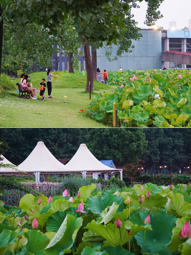 又到一年荷花季｜來世紀公園賞新荷綻放🪷