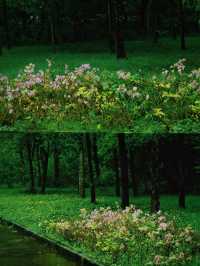 深圳公園拍照|愛上雨天的綠色！孩子花海！