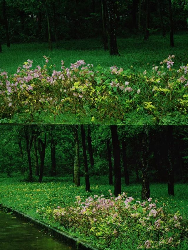 深圳公園拍照|愛上雨天的綠色！孩子花海！