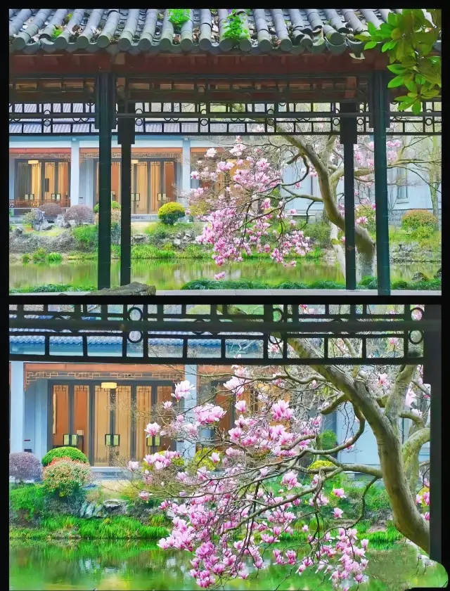 이곳에 와서 저는 항주 서호의 봄이 얼마나 아름다운지를 보았습니다