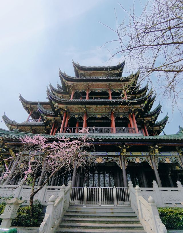 春日賞花記：鴻思寺公園