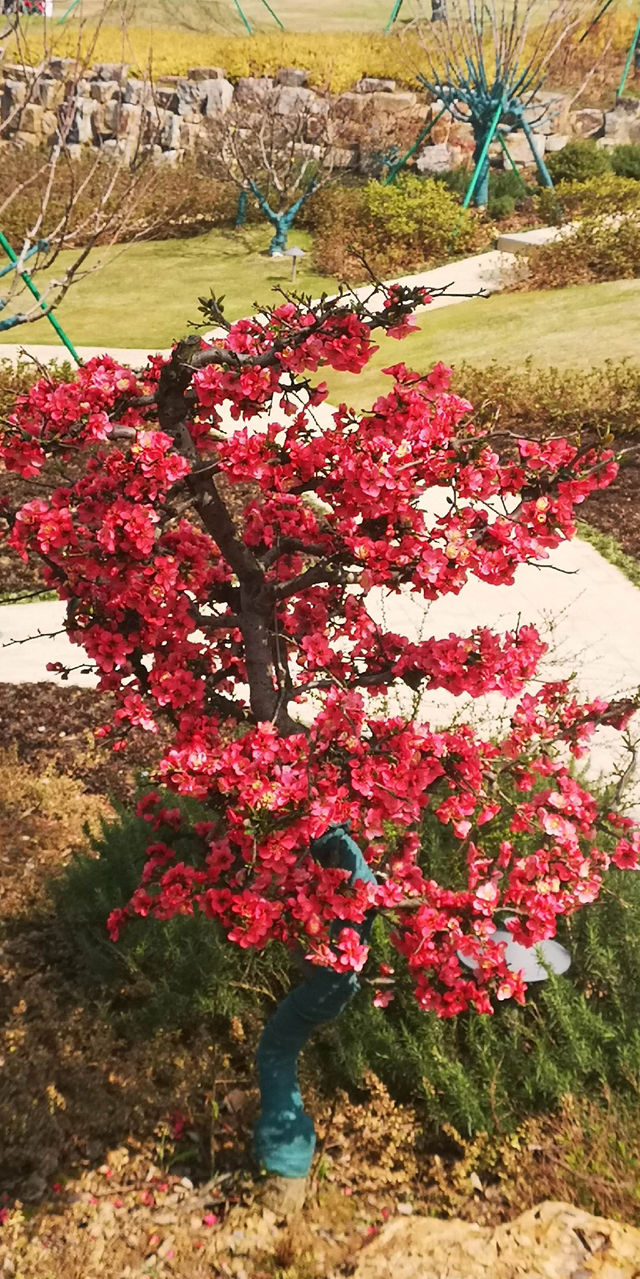 太湖植物園 八天免門票   震驚我的三下巴！！！