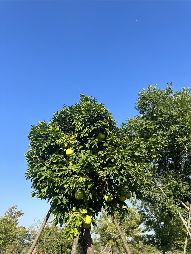遛娃 躺平好地方 | 富陽大草坪
