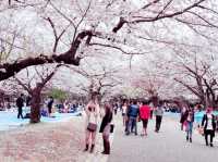 Yoyogi Sakura Admiring