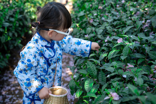 半畝茶園ㄧ體驗採茶生活