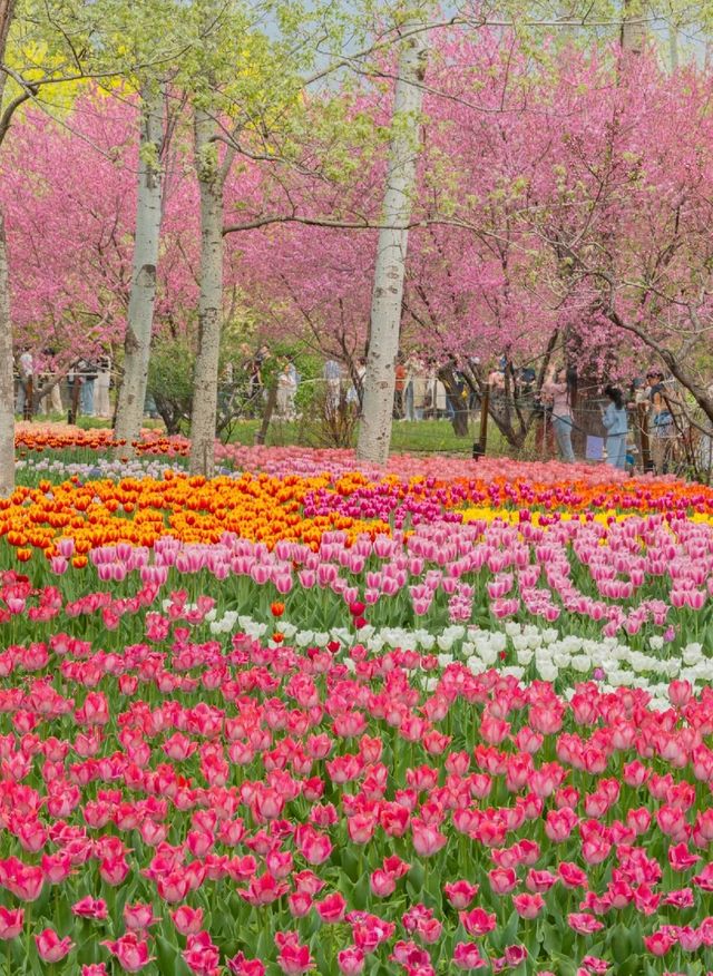 在北京植物園  鬱金香花海美到失語