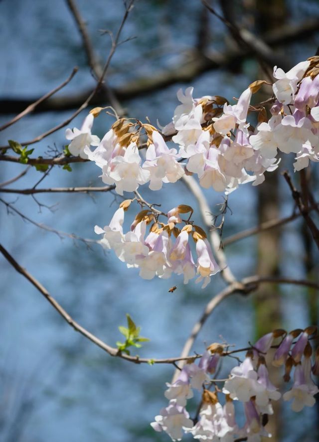 人少景美| 春日裡的泡桐樹花盛開