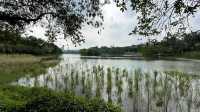 好想在麓湖公園的綠草坪上躺平