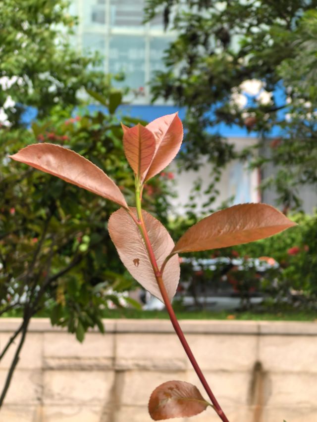 福州茶亭公園之小荷才露尖尖角