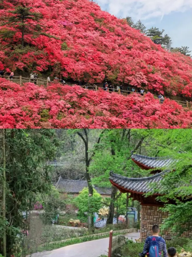 次に来るツツジは、武漢のロマンチックな花見の天井板になるでしょう