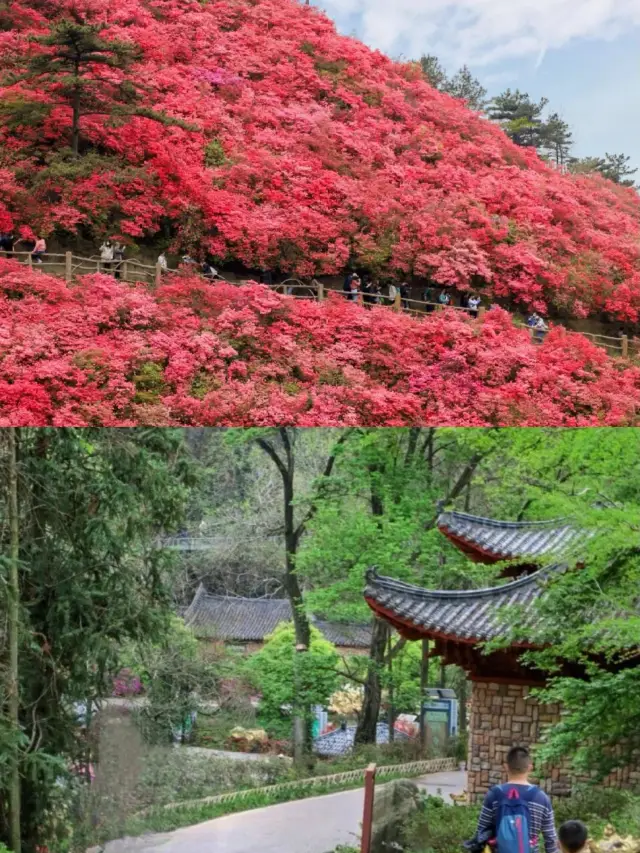 The upcoming azaleas will be the romantic ceiling of Wuhan's flower viewing