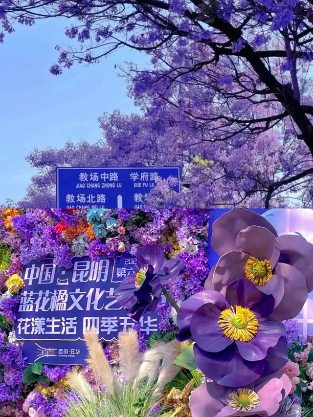 藍花楹花語｜在絕望中等待愛情