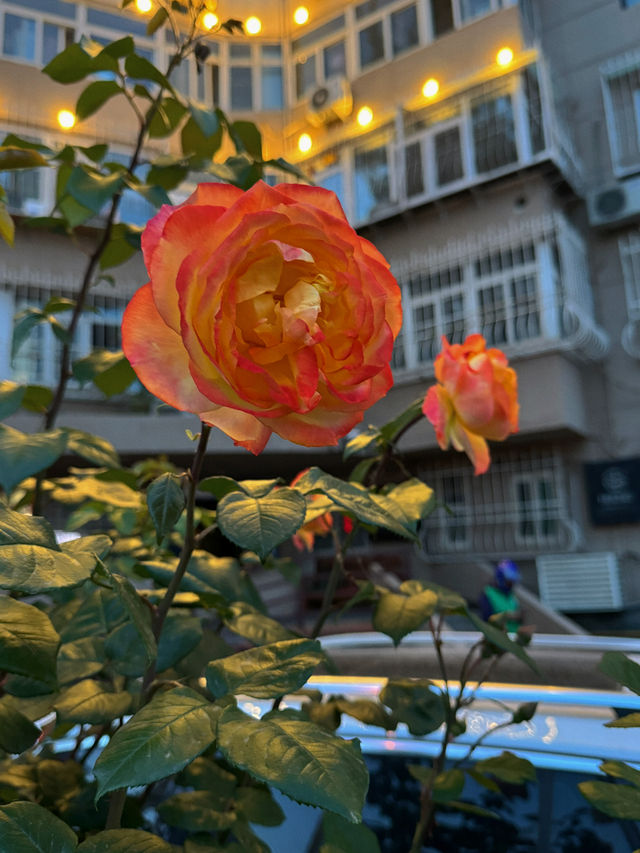 天啊，天津的蔷薇都開好了，太美了！